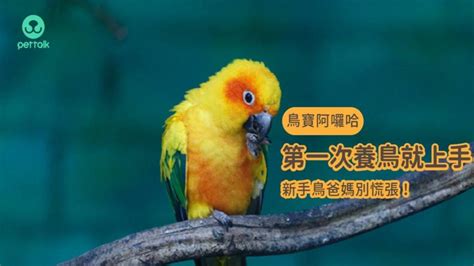 家裡養鳥好嗎|【鳥寶阿囉哈】第一次養鳥就上手，新手鳥爸媽別慌。